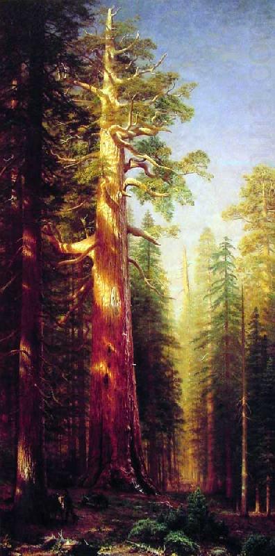 The Great Trees, Mariposa Grove, California, Albert Bierstadt